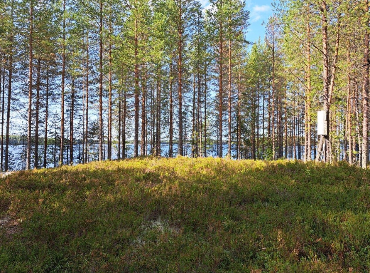 Metsäaukea jonka reunalla on mäntyjä ja takana pilkottaa järvi.