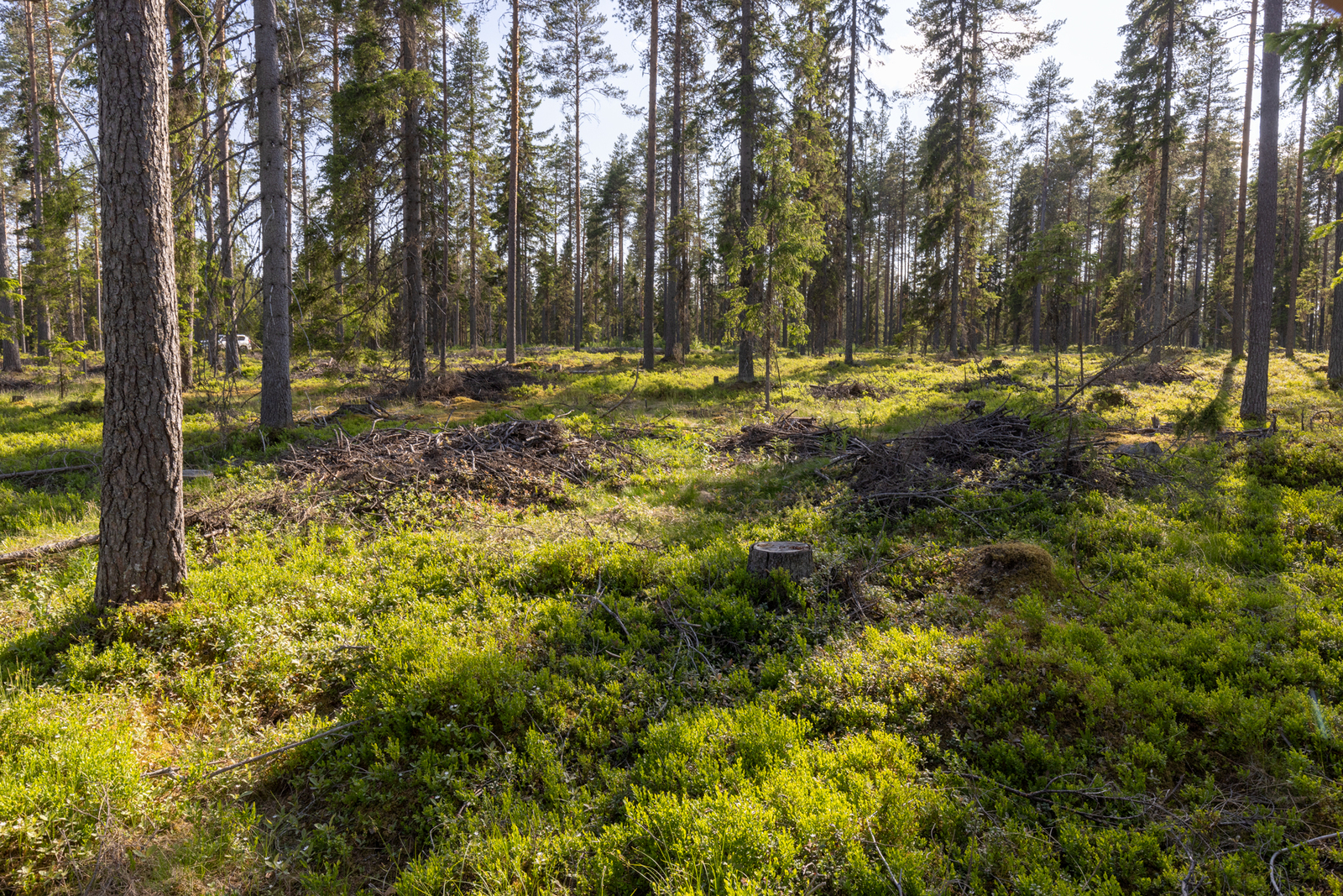 Tontin takamaastossa kasvaa mäntyjä.