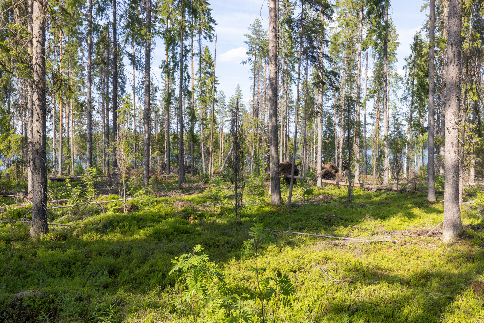 Kuvassa näkyy mäntyjä, myrsky kaatanut mäntyjä.