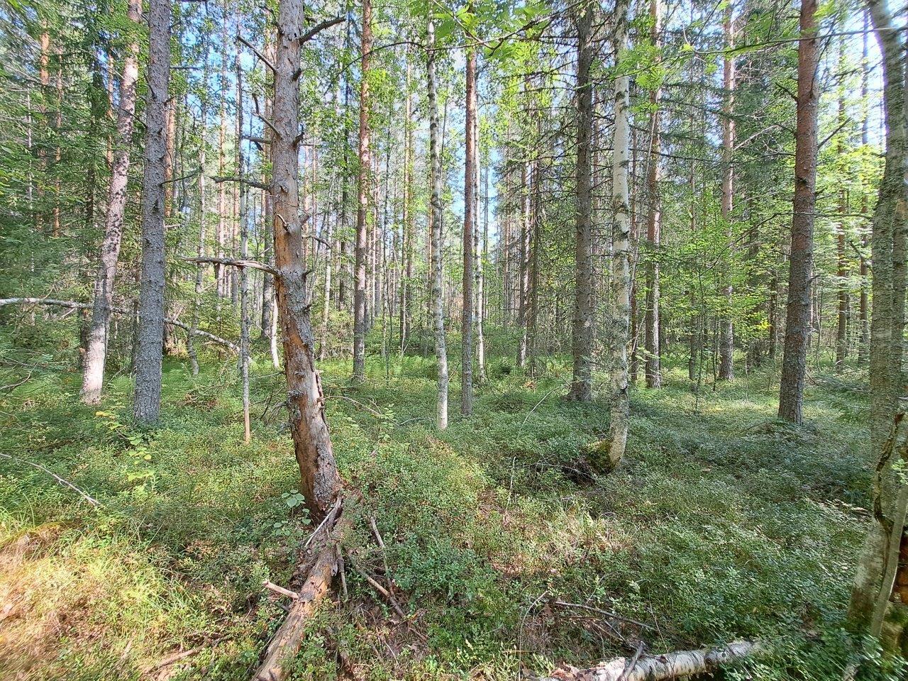 Mäntyvaltaista sekametsää auringon paisteessa.