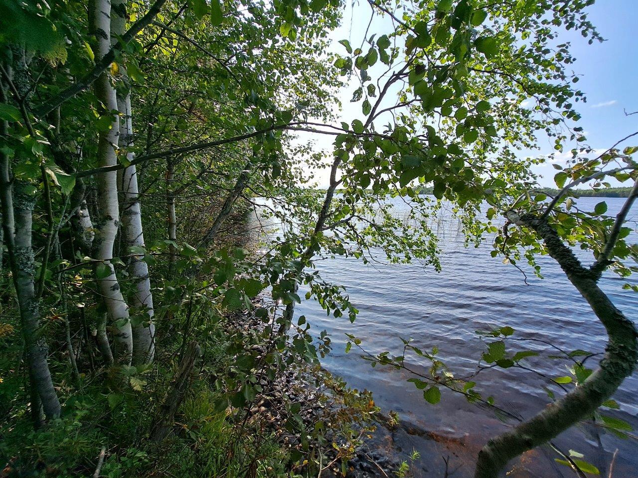 Rannalla kasvaa lehtipuita, oikealla on järvi.