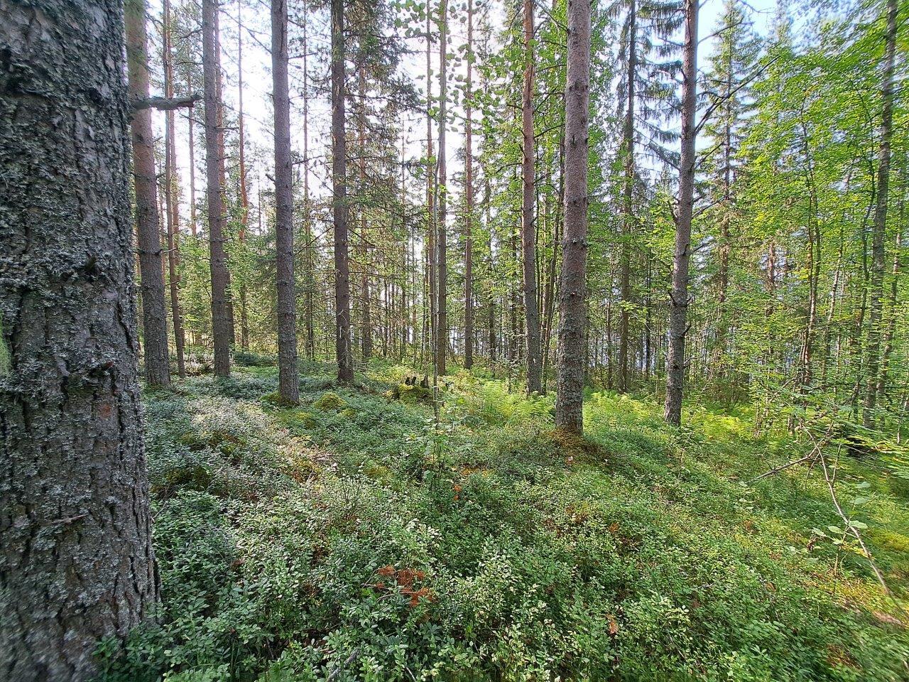 Sekametsää ja kunttaa, aurinko paistaa ja metsässä on valoisaa.