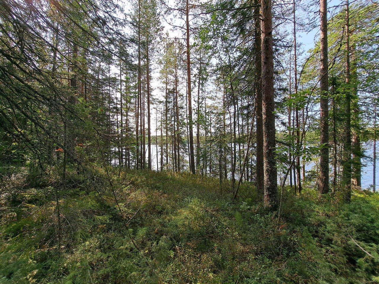 Järven rannalla kasvaa kunttaa ja sekametsää. Taustalla pilkistää sininen järvi.