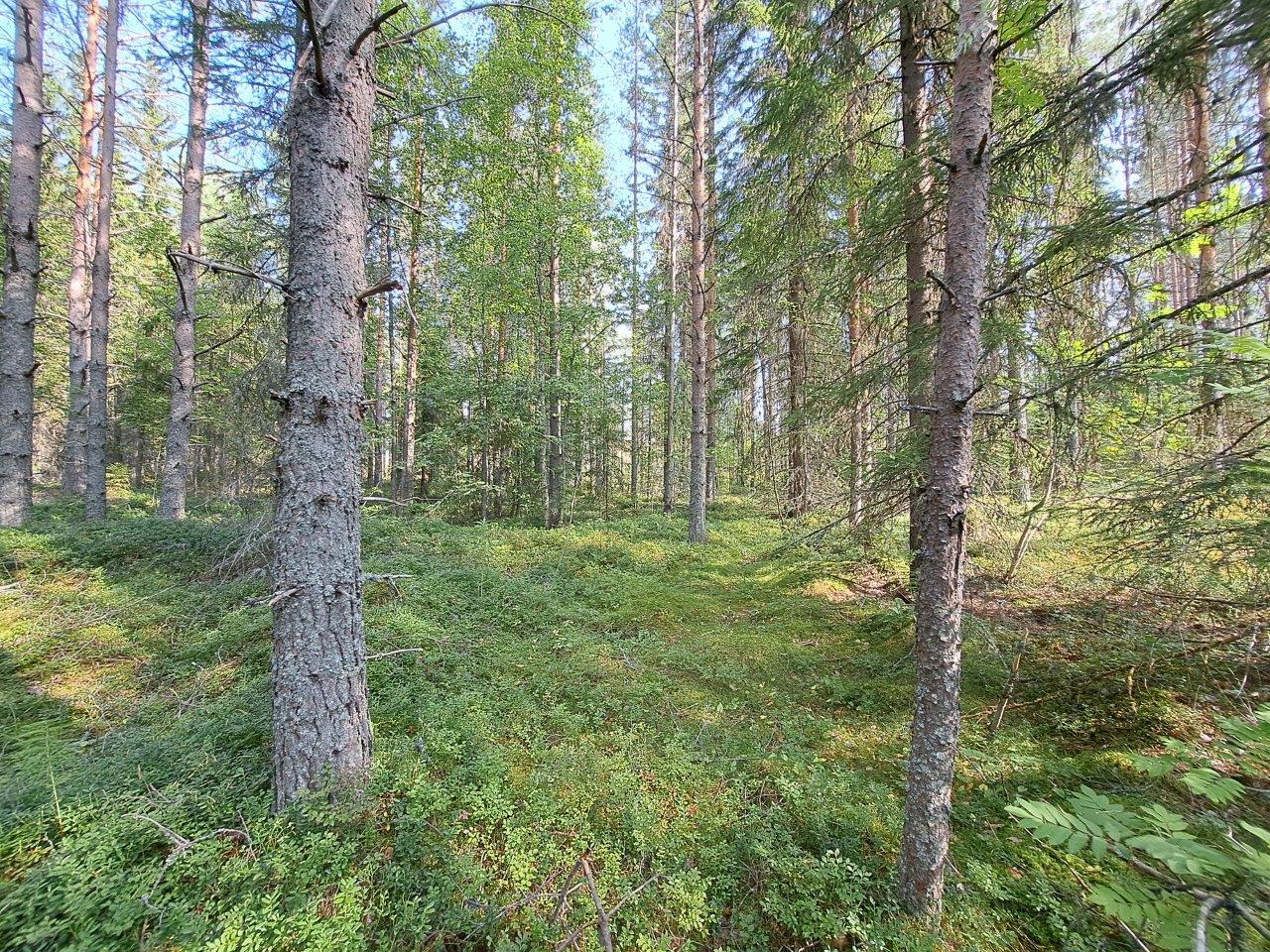 Sekametsää ja kunttaa, aurinko paistaa ja metsässä on valoisaa.