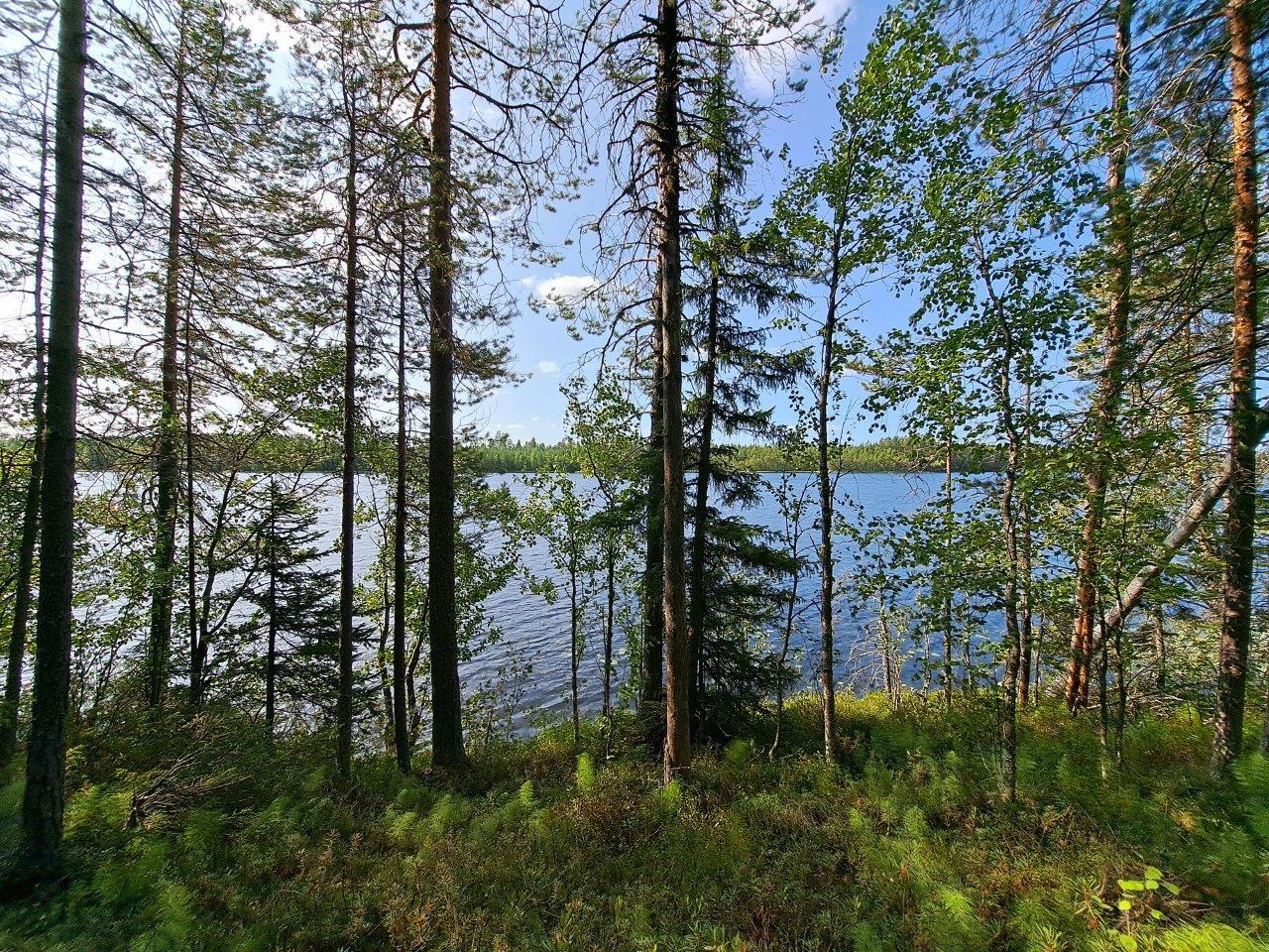 Järven rannalla kasvaa kunttaa ja sekametsää. Taustalla pilkistää sininen järvi.