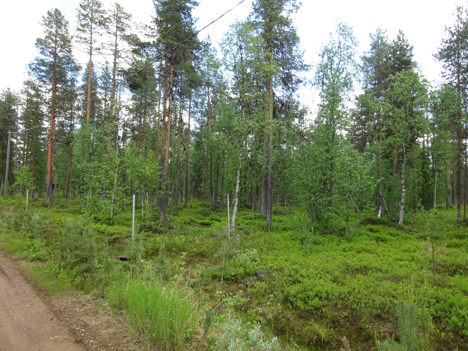 Kuvassa etualalla tie, takana tonttimaa.