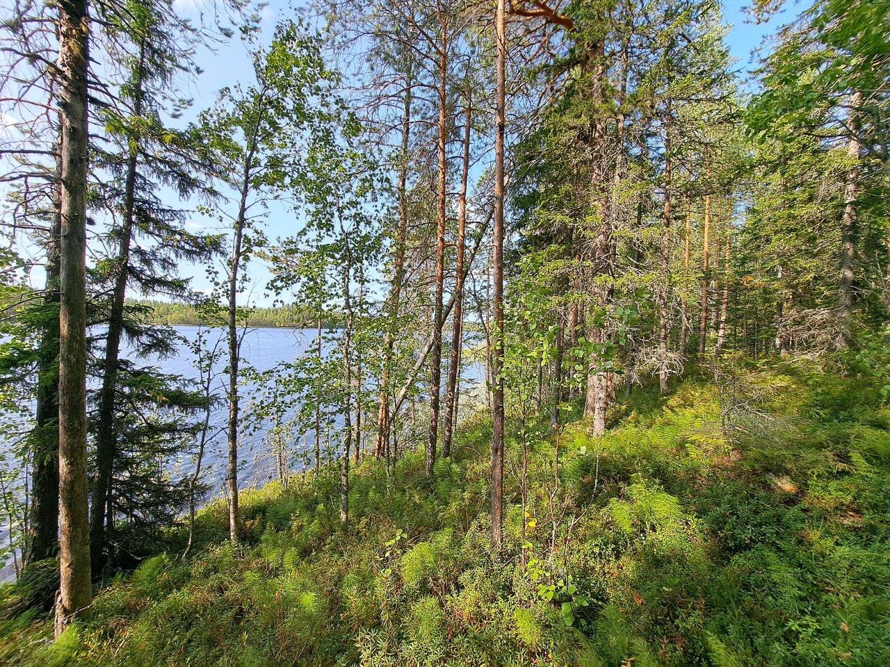 Järven rannalla kasvaa kunttaa ja sekametsää. Taustalla pilkistää sininen järvi.