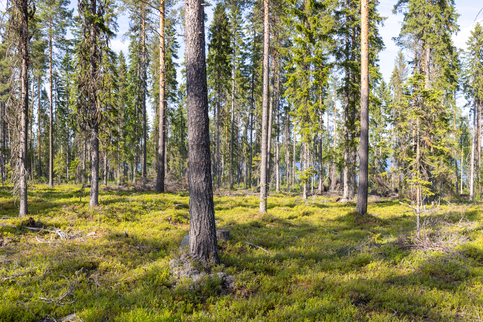 Tontin takamaastossa kasvaa mäntyjä.