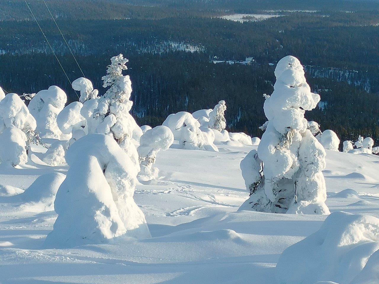 Salla Sallatunturi tykkylumisia puita tunturissa