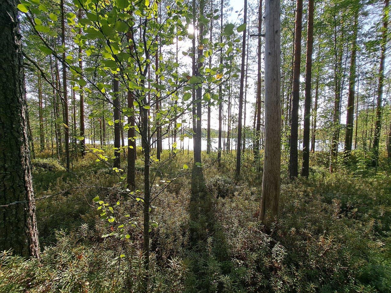 Aurinkoinen metsä, maassa kasvaa suokasveja. Järvi pilkottaa puiden välistä.