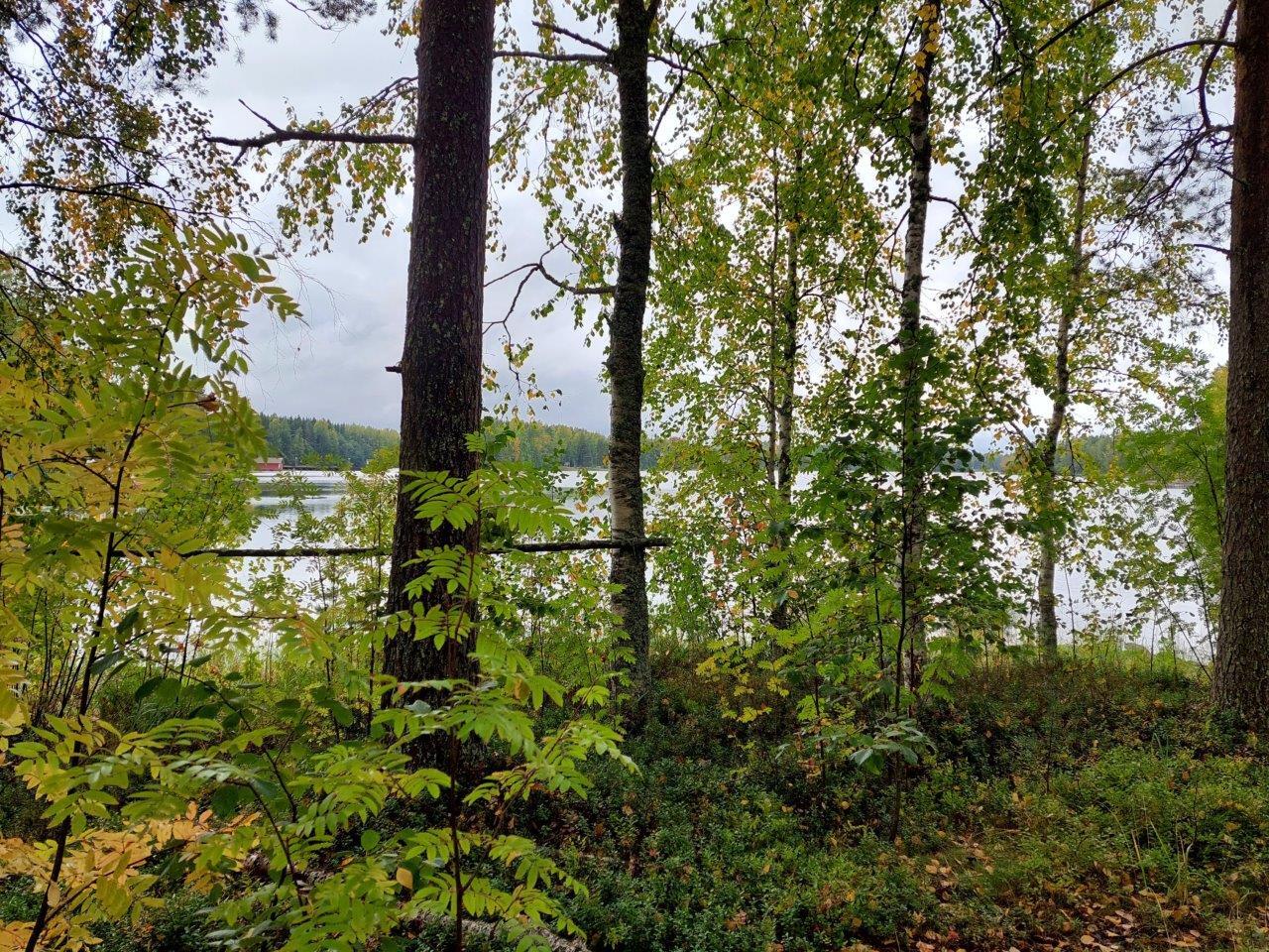 Kellastuvien lehtipuiden takaa pilkistää järvi ja vastaranta.