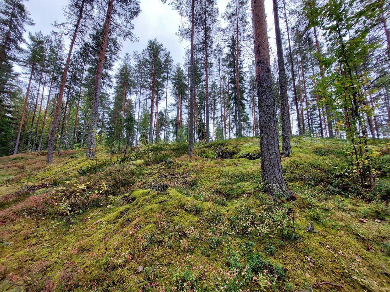 Sekametsää rinteessä, maassa kallion päällä kasvaa sammalta.