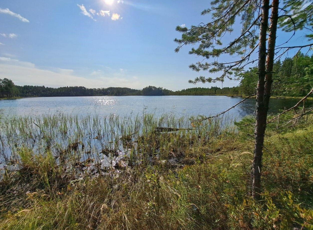 Ruovikkoista järven rantaa, kaukana näkyy vastarannan metsät.