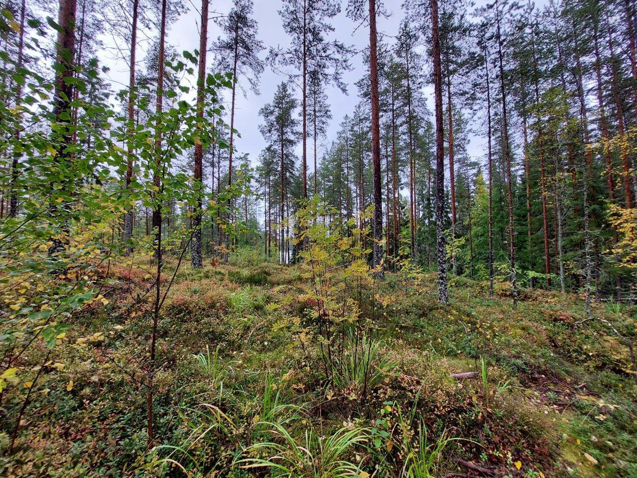 Harvennettua sekametsää, etualalla koivun taimia.