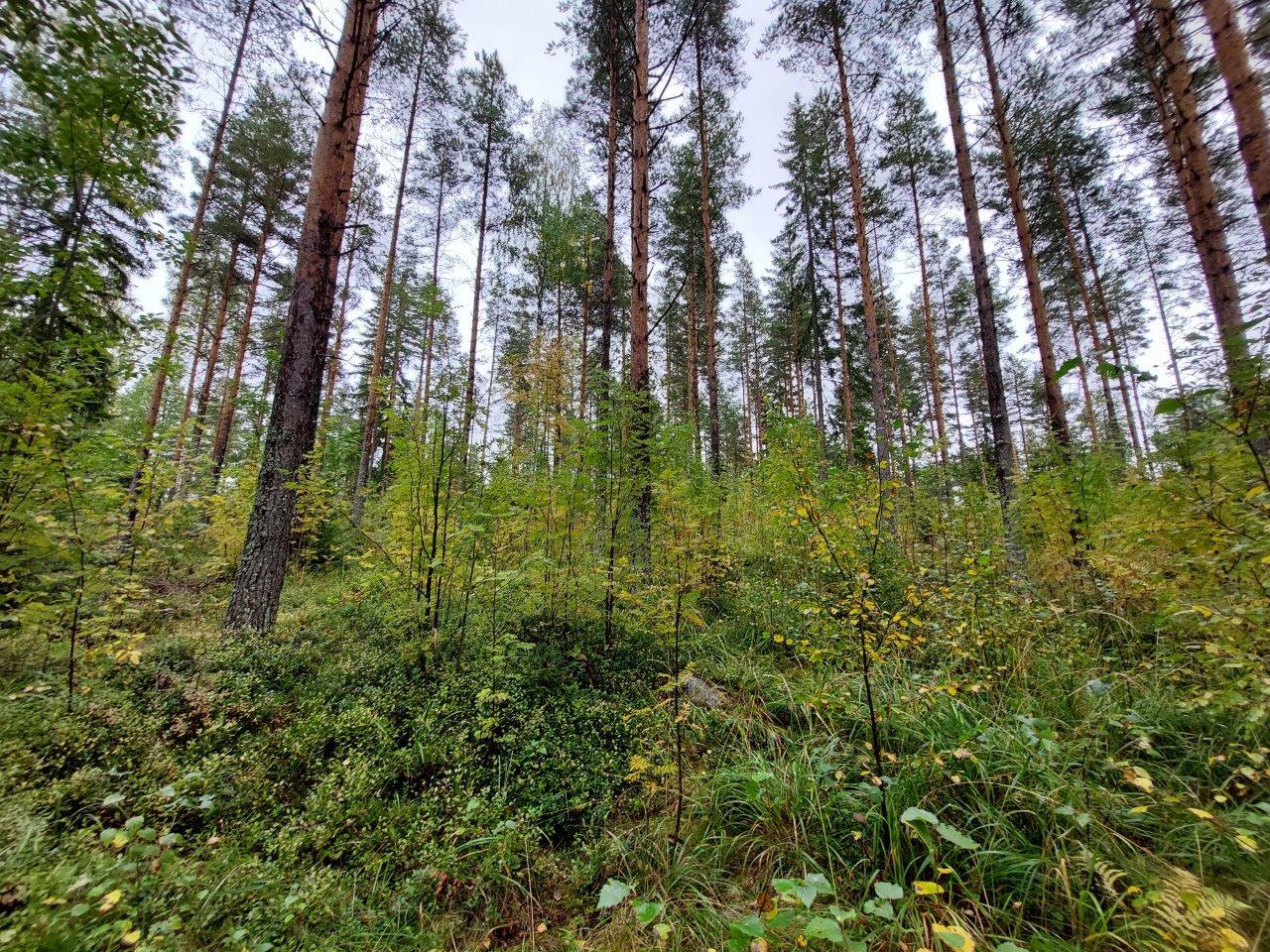 Tontin mäntyvaltaista puustoa, aluskasvillisuudessa kasvaa paljon lehtipuun taimia.