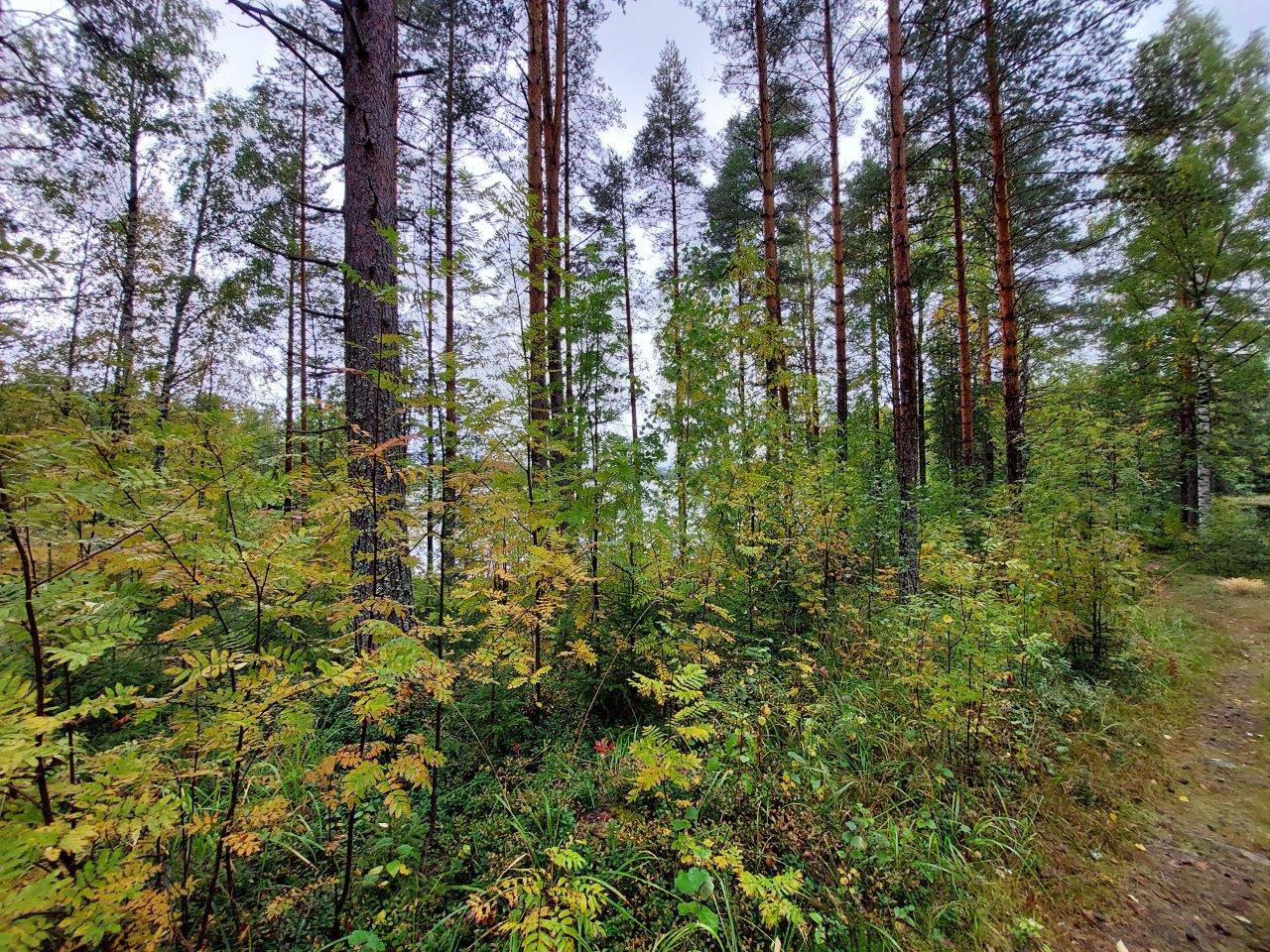 Polku metsässä, jossa kasvaa mäntyjä ja pihlajan taimia.