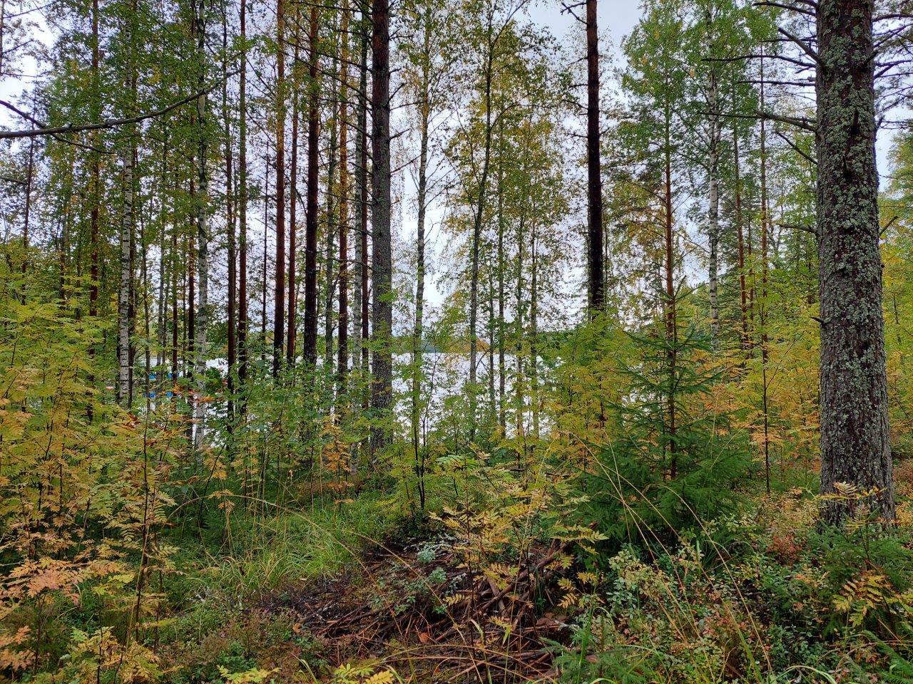 Sekametsän takaa pilkistää järvi ja vastaranta.