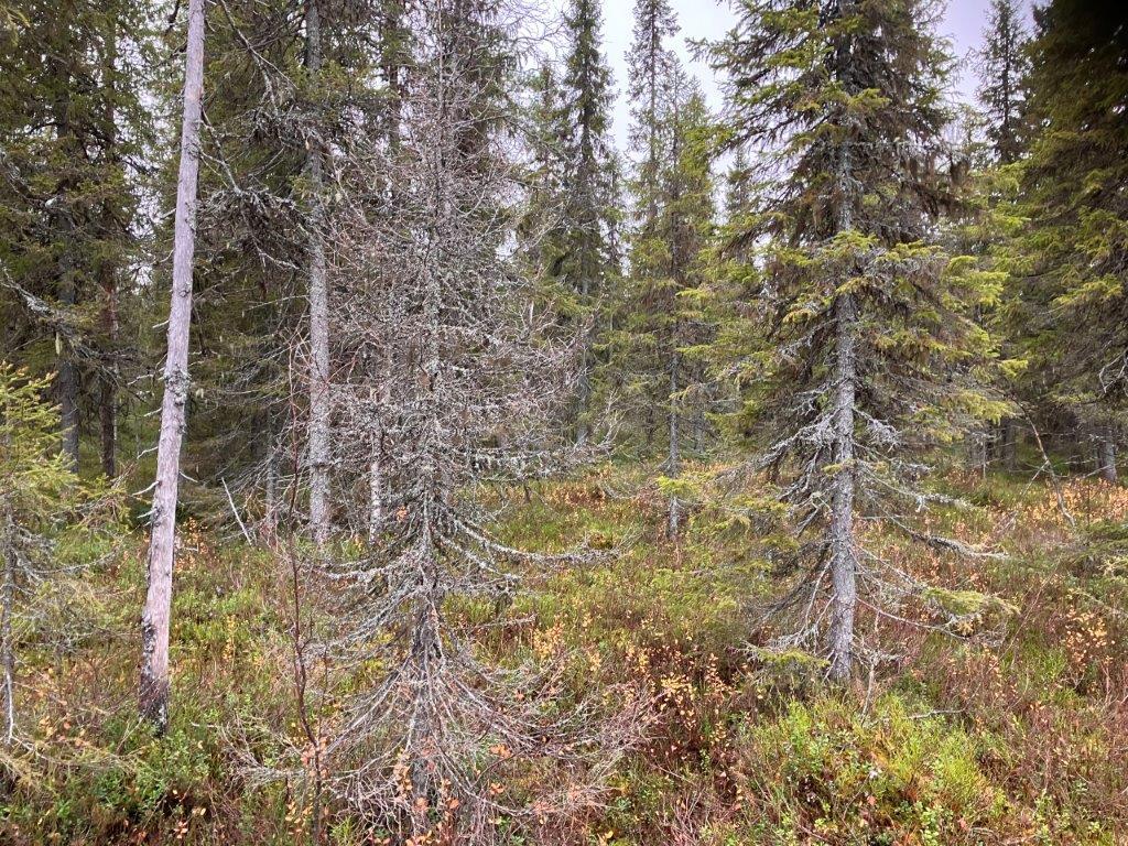 Metsää, jossa kasvaa kuusta ja koivua