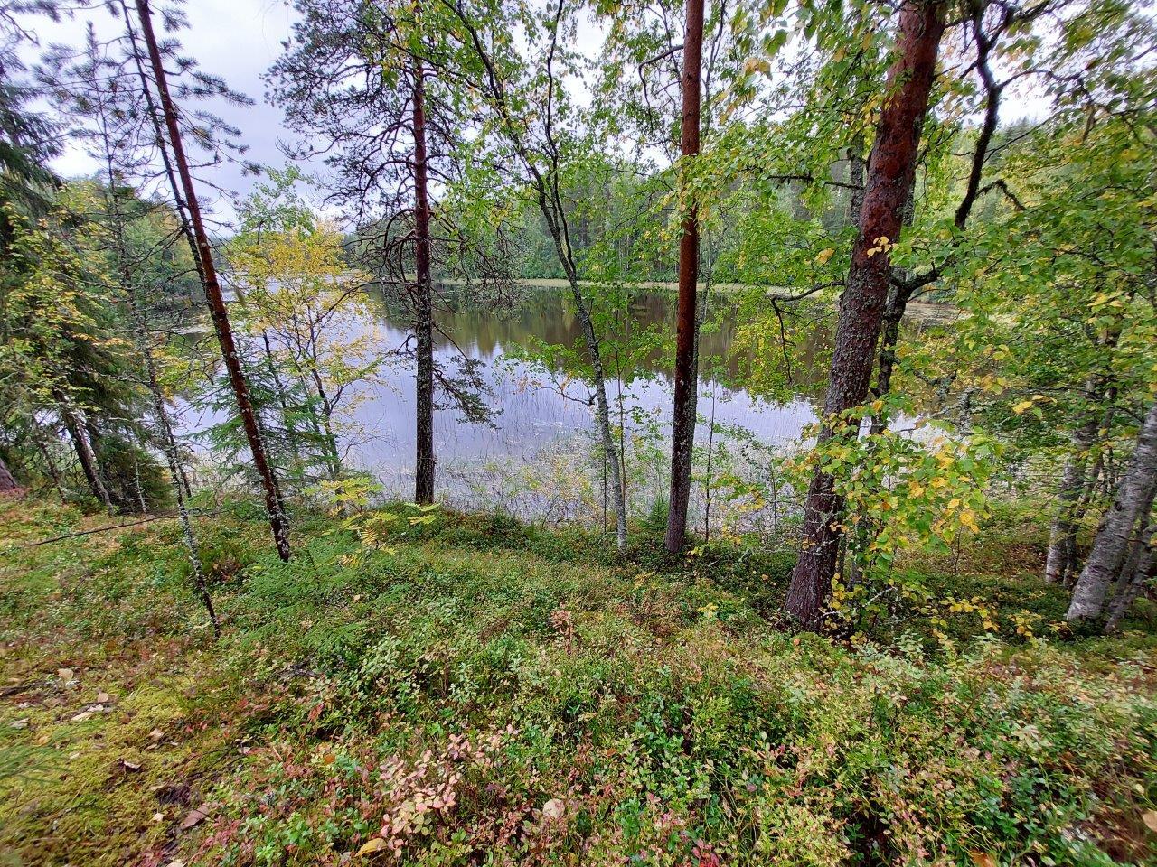 Tontin rantaa jossa kasvaa kunttaa, taustalla näkyy järvi ja vastaranta.