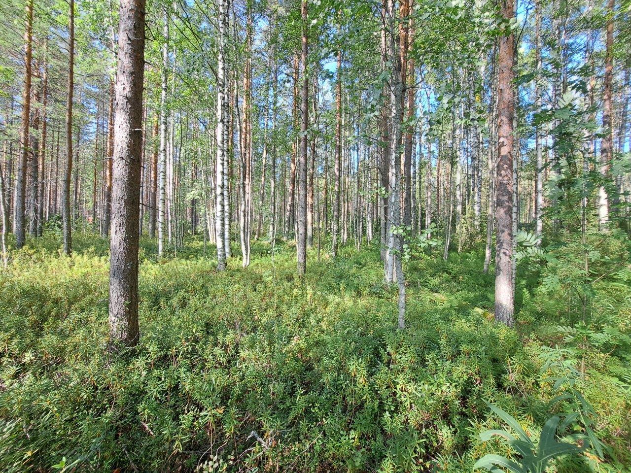 Mäntyjä ja koivuja, aurinko paistaa ja valaisee metsän.