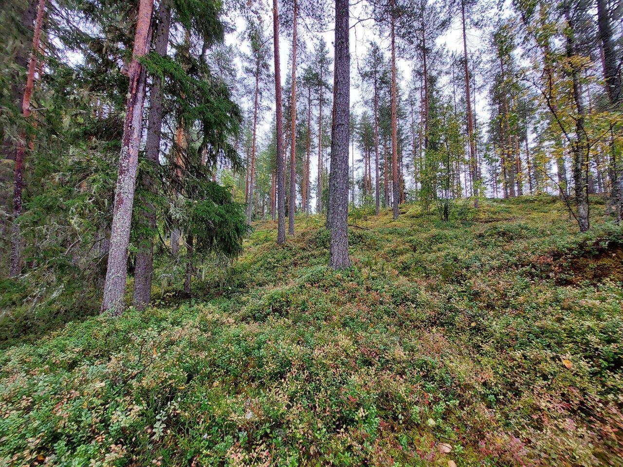 Sekametsää rinteessä, maassa kallion päällä kasvaa kunttaa.