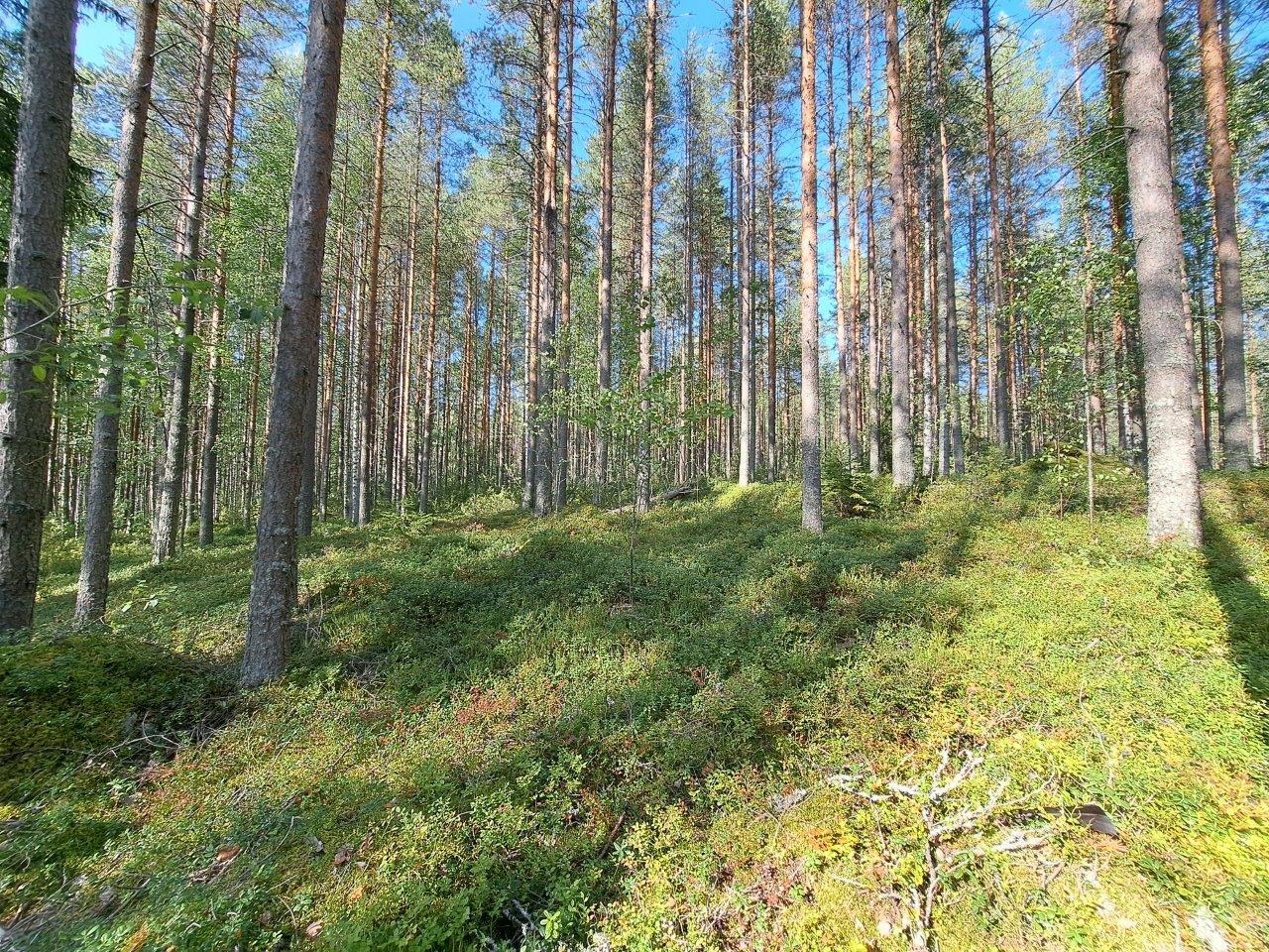 Metsässä on rinne, jossa kasvaa mäntyjä ja varpuja.