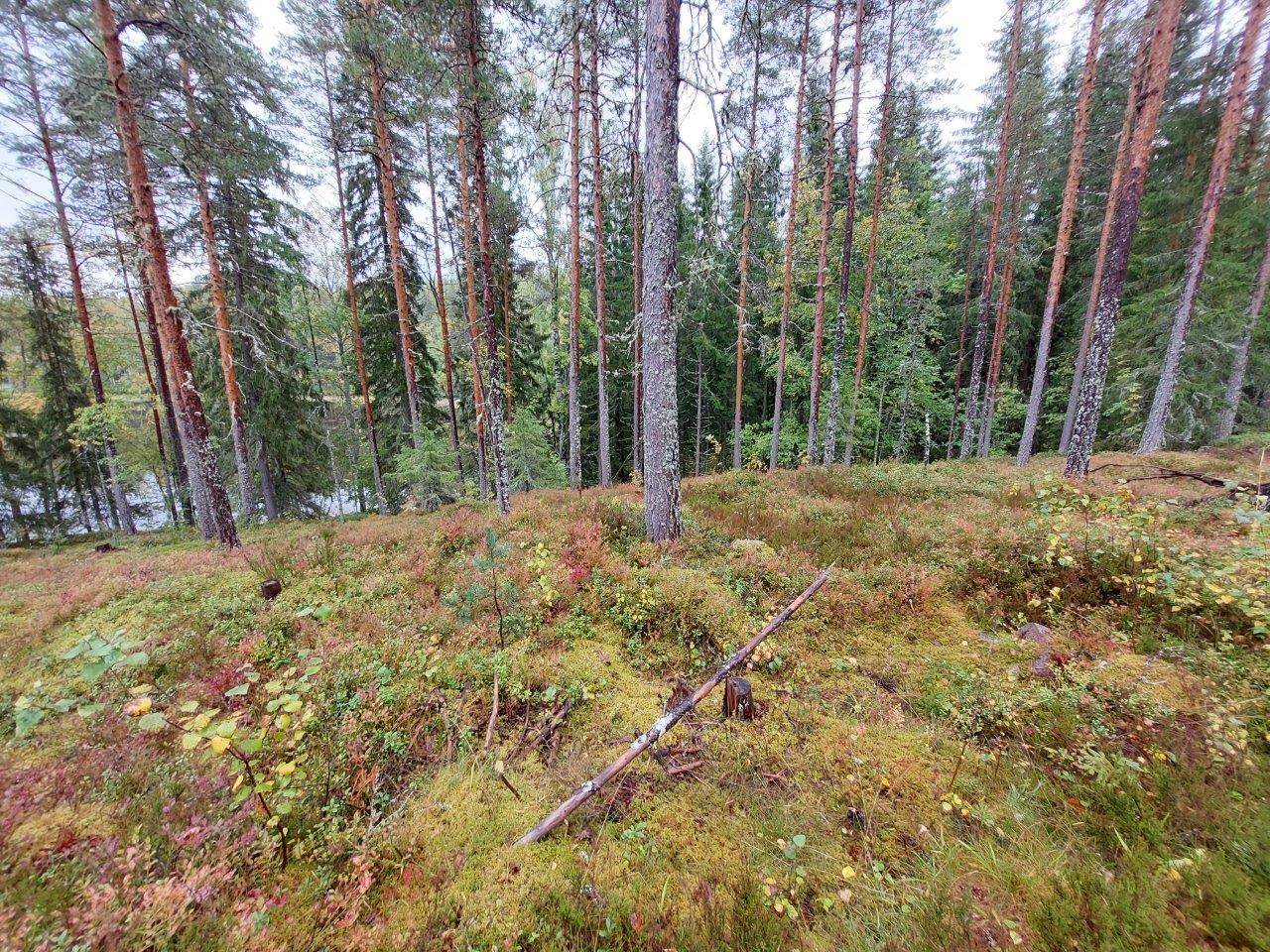 Mäntyvaltaista metsää rinteessä, puiden välistä pilkistää järvi.