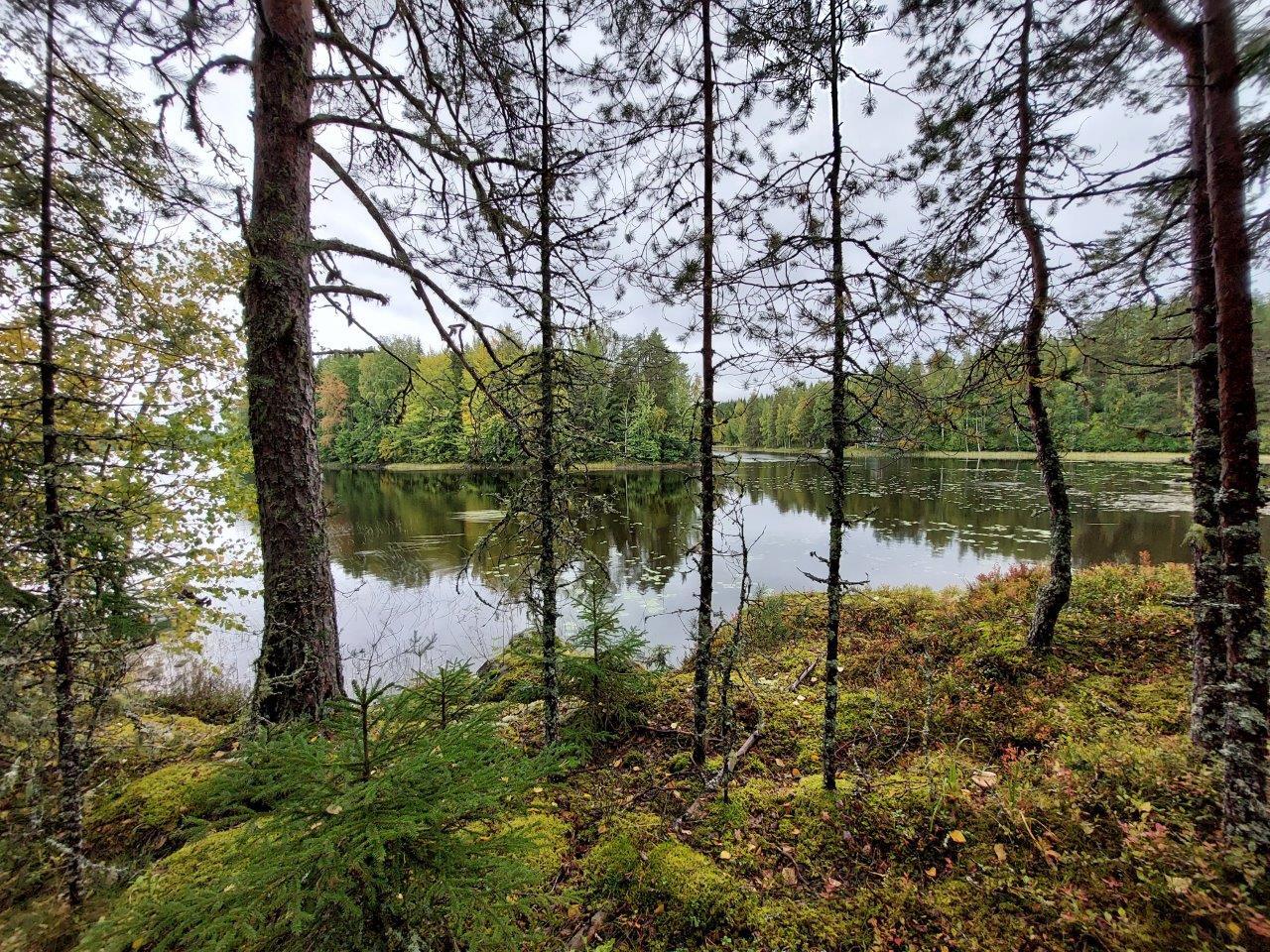 Sammalen peittämiä rantakallioita, edessä tyyni järvi sekä saari ja vastaranta.