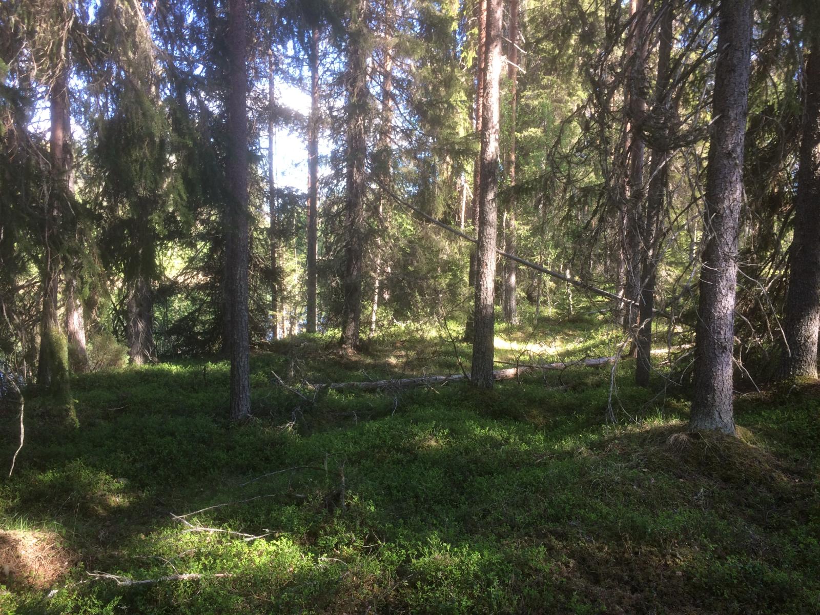 Aurinko paistaa tontilla kasvavaan kuusivaltaiseen metsään.