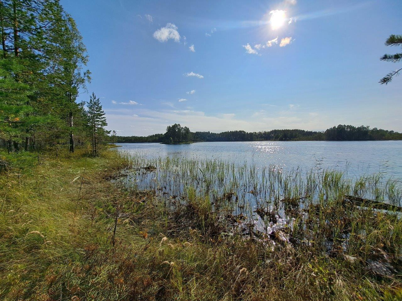 Ruovikkoista rantaa, vesi on matalalla, aurinko paistaa järvellä.