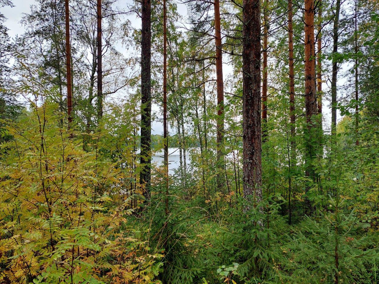 Sekametsän takaa pilkistää järvi ja vastaranta.