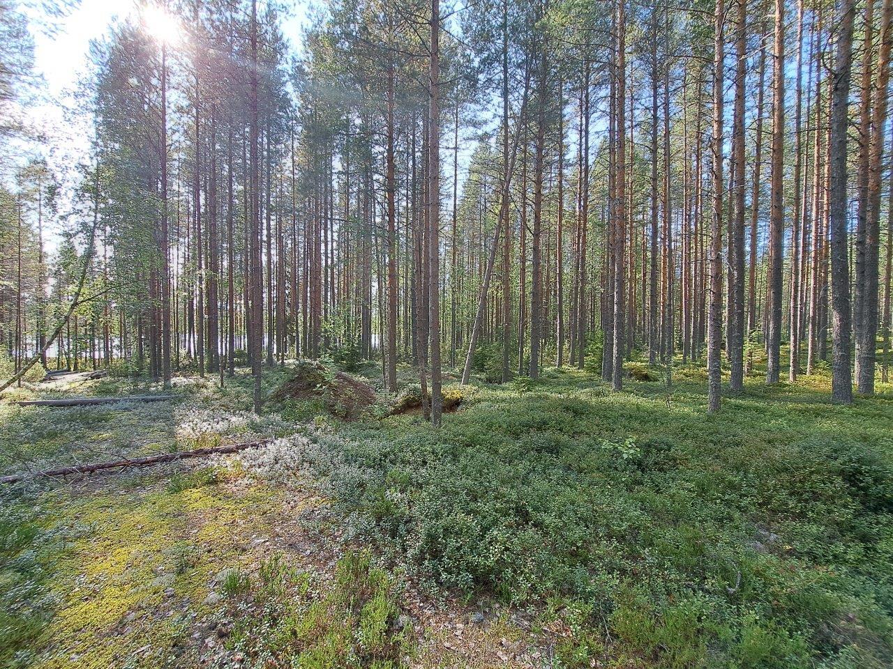 Aurinko paistaa mäntyvaltaiseen metsään.