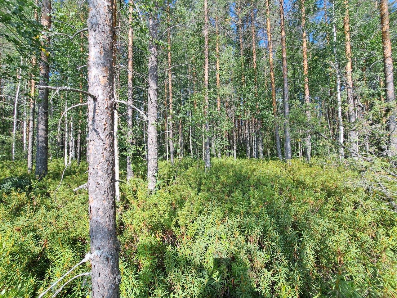 Rannan suokasveja ja valoisaa mäntykangasta.