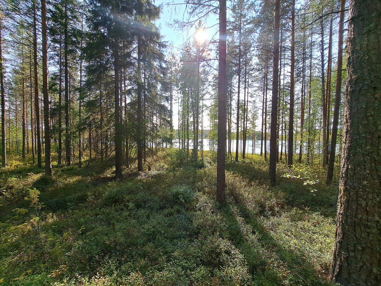 Mäntyjä ja kuusia, aurinko paistaa edestäpäin järveltä.