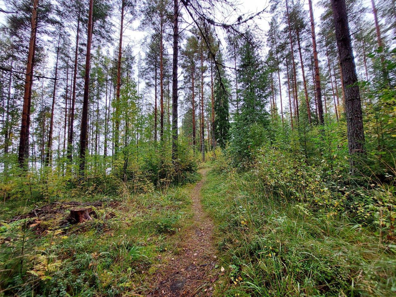 Polku metsässä, jossa kasvaa mäntyjä, pihlajan taimia sekä heinikkoa.