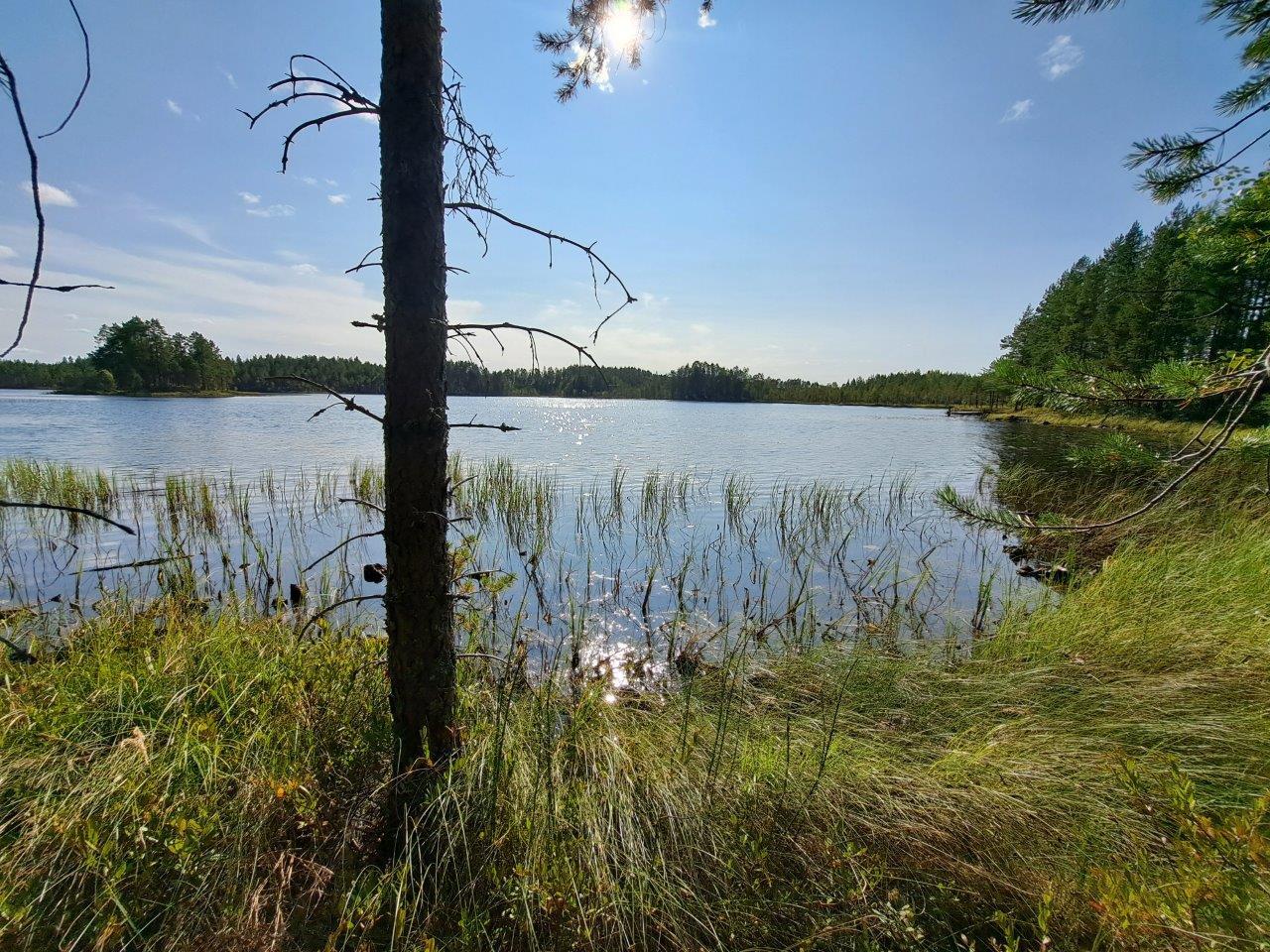 Rantaviivassa on paljon heinikkoa, aurinko paistaa sinisellä taivaalla.