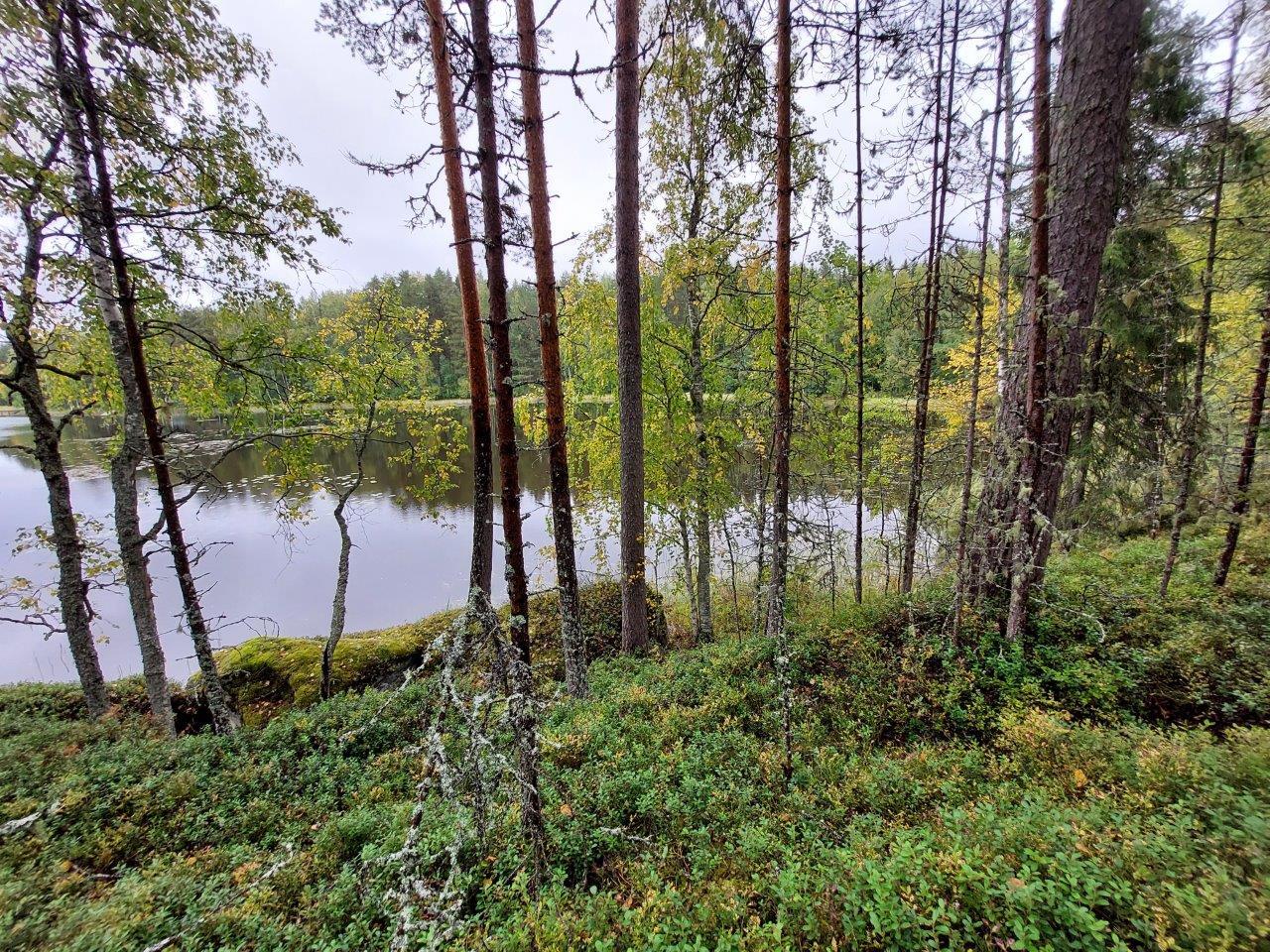 Rannan sekametsää, taustalla tyyni järvi ja vastaranta.