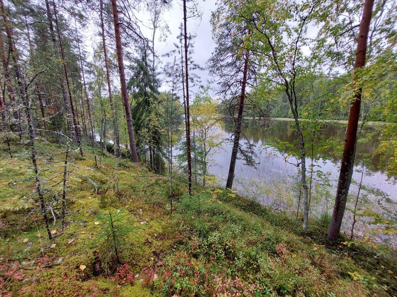 Tontin jyrkästi veteen laskeutuvaa rantaa jossa kasvaa kunttaa, taustalla näkyy järvi ja vastaranta.