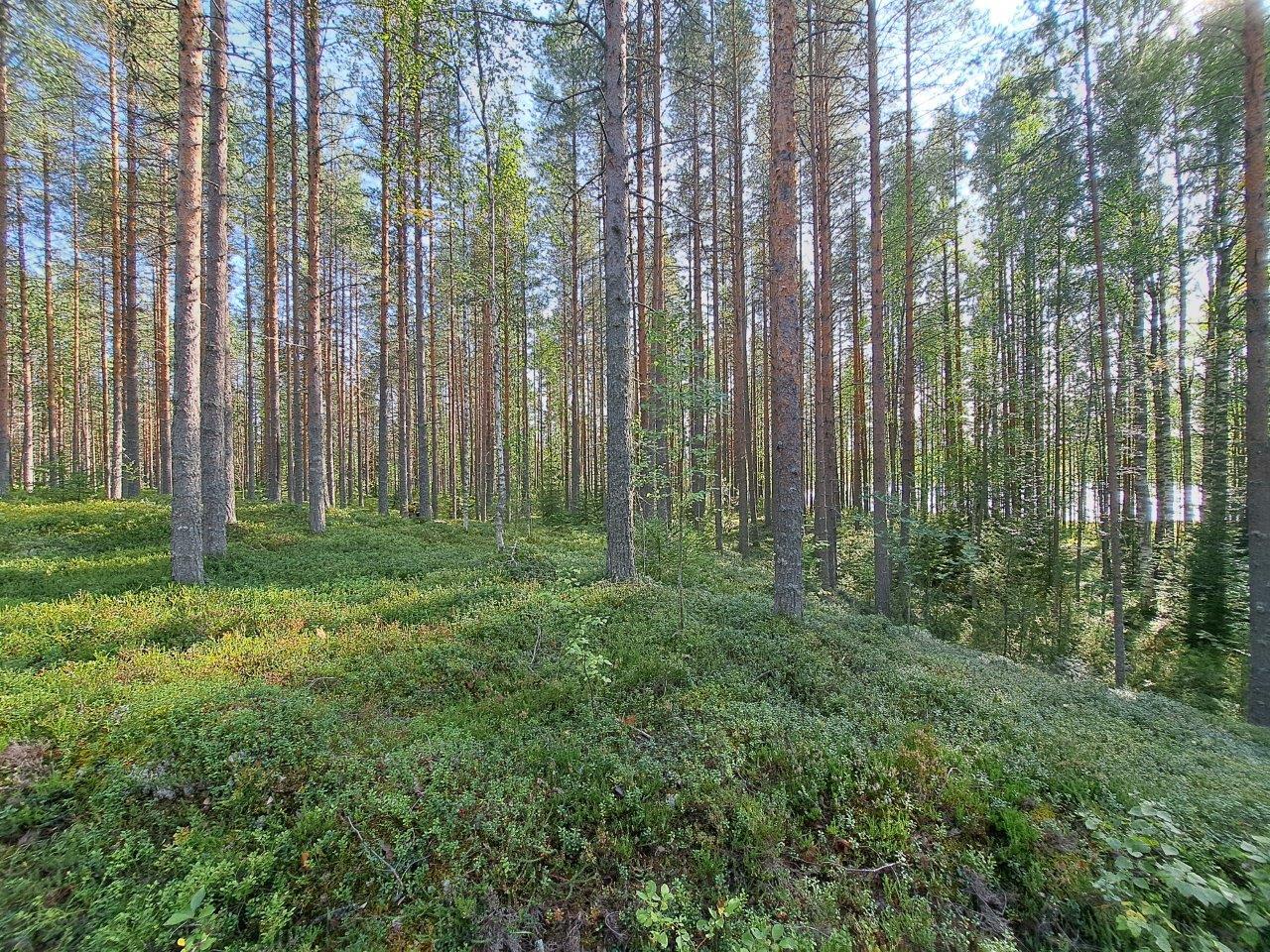 Aurinkoista mäntymetsää, oikealla siintää järvi.