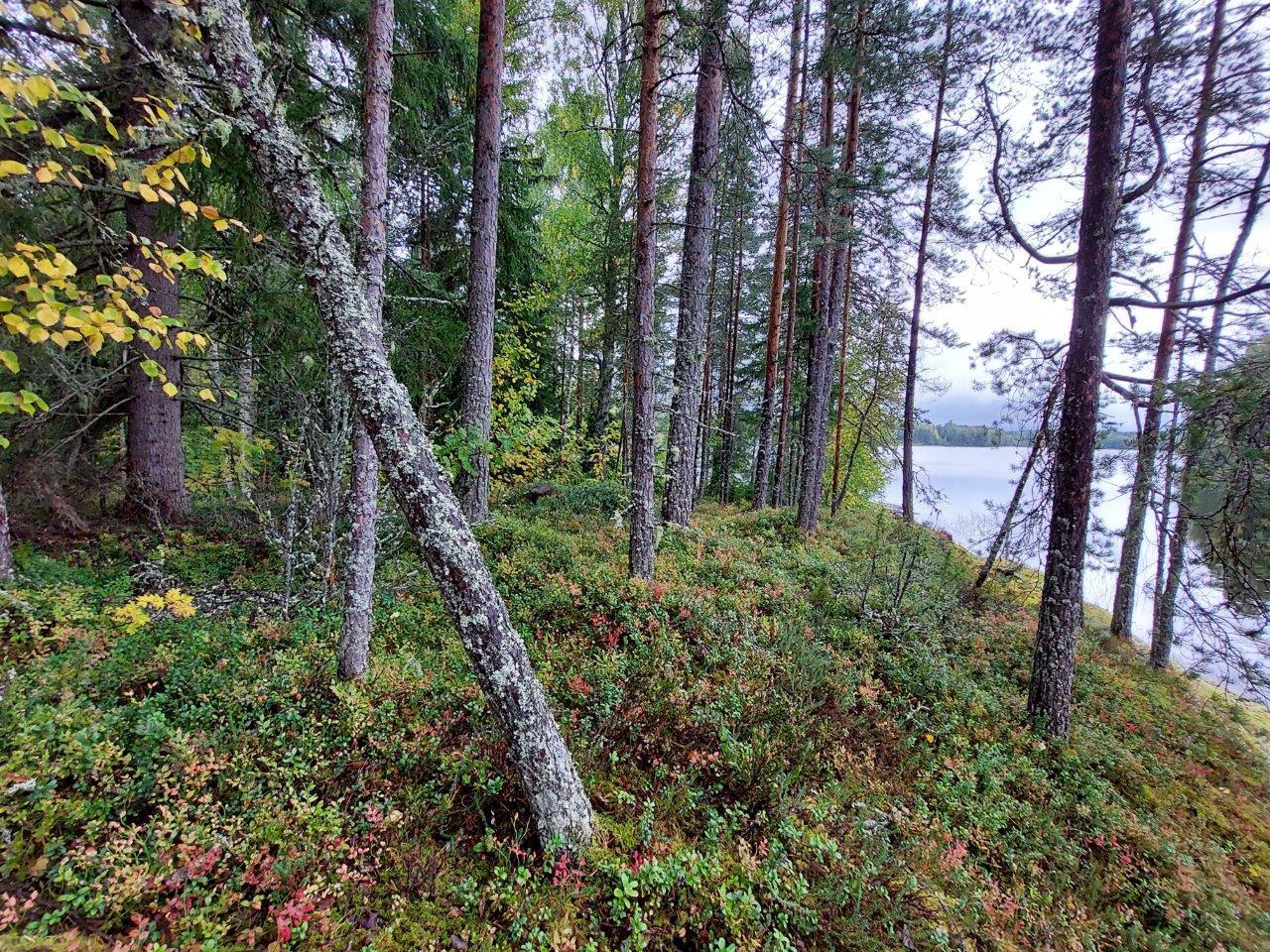 Kuntan peittämää rantamaastoa sekä nuoria mäntyjä, järvi pilkistää oikealla.