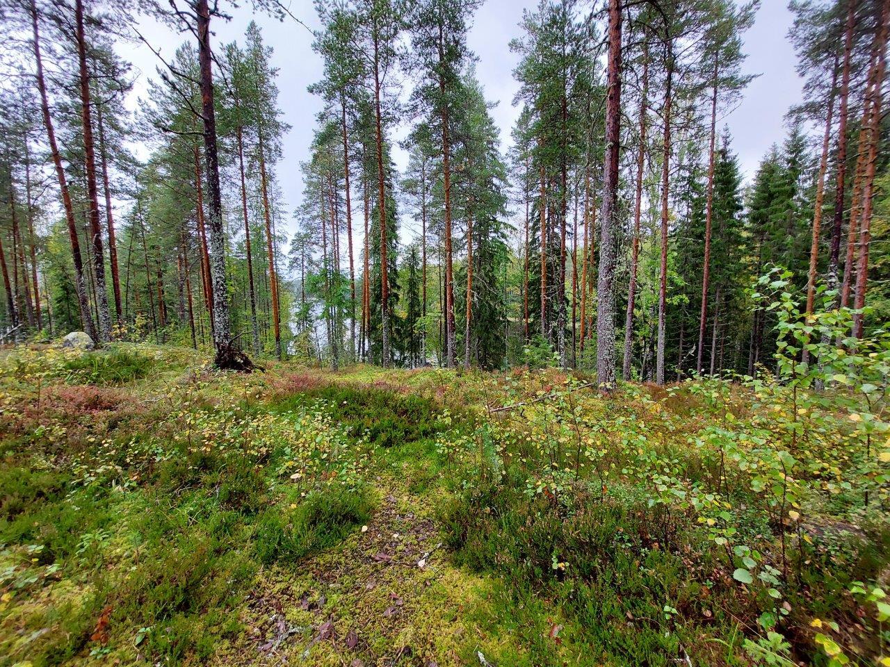 Harvennettua sekametsää, maassa kasvaa kunttaa ja kanervia.