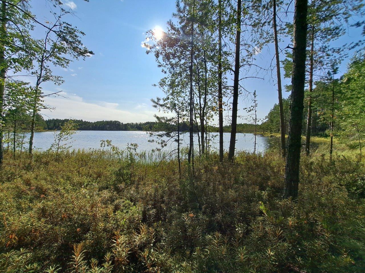 Suokasvuston peittämää rantaa, järvellä paistaa aurinko.