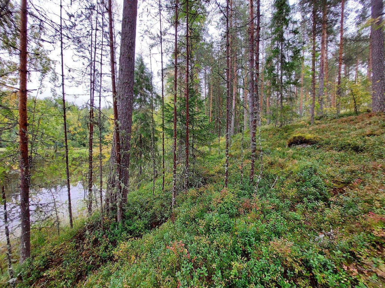 Rannan sekametsää, taustalla tyyni järvi ja vastaranta.