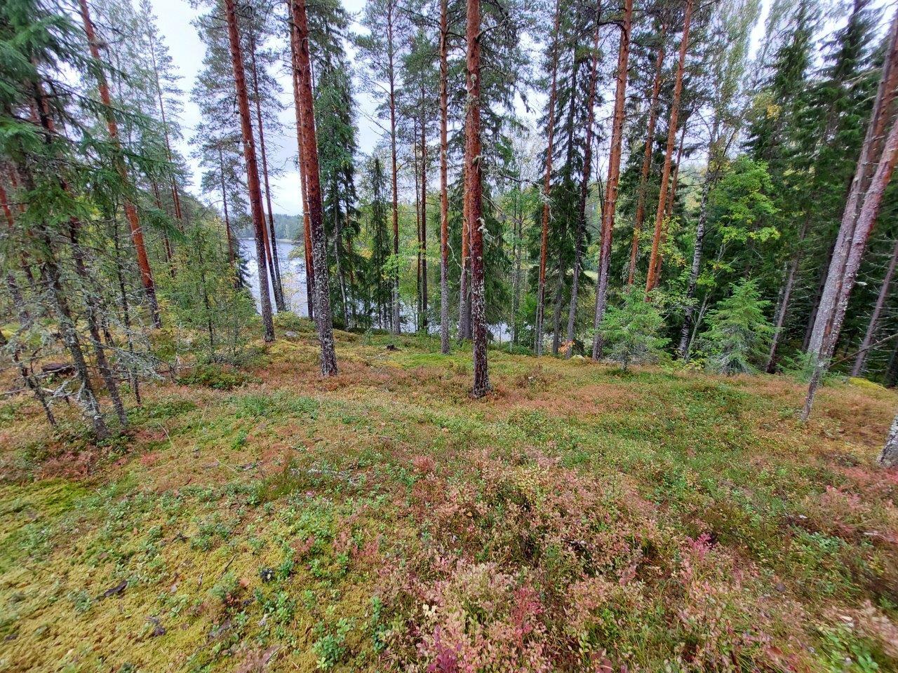 Sekametsää rinteessä, maassa kallion päällä kasvaa sammalta.