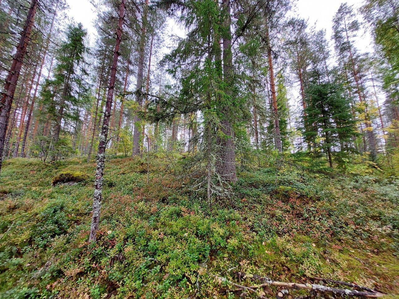 Harvennettua sekametsää, maassa kasvaa kunttaa.