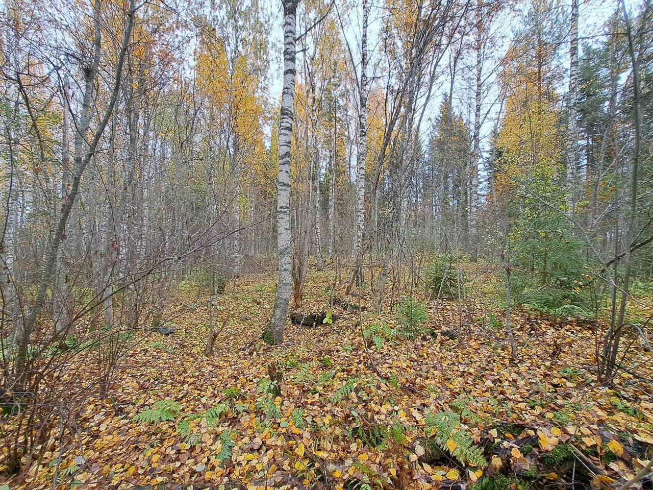 Syksyinen koivuvaltainen metsä, maa on täynnä keltaisia ja ruskeita lehtiä.