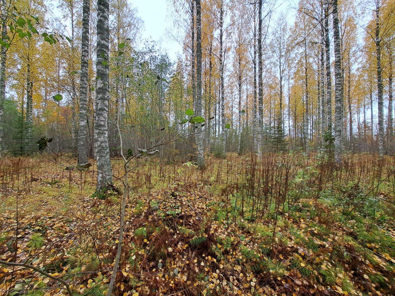 Syksyinen metsä, jossa koivut ovat tiputtaneet keltaiset lehtensä maahan.