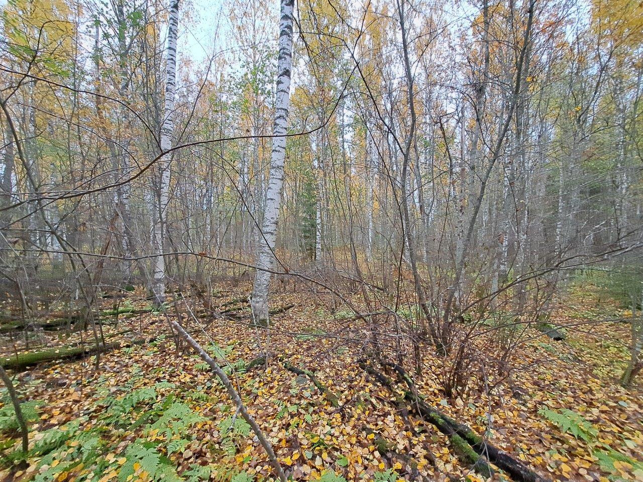 Syksyinen koivuvaltainen metsä, maa on täynnä keltaisia ja ruskeita lehtiä.