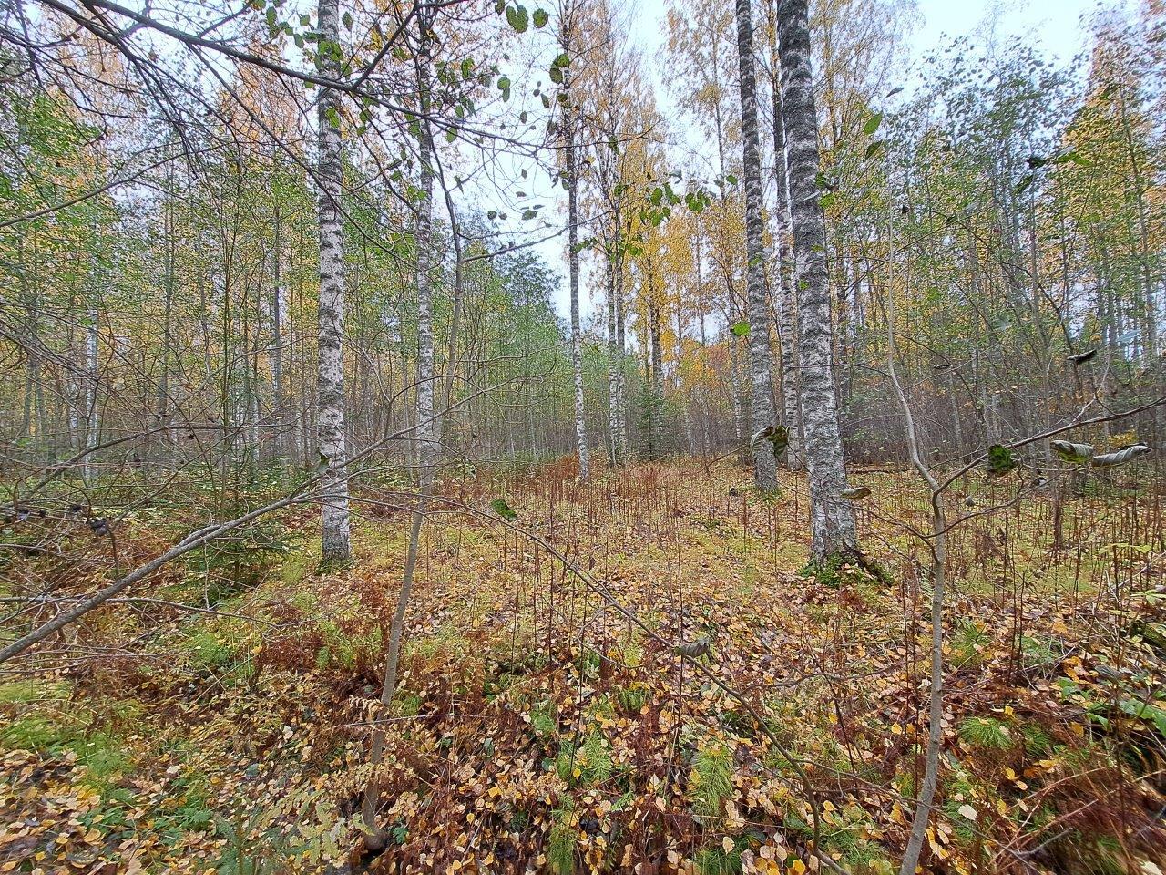 Syksyinen metsä, jossa koivut ovat tiputtaneet keltaiset lehtensä maahan.