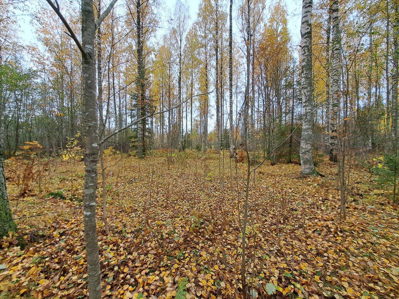 Syksyinen metsä, jossa koivut ovat tiputtaneet keltaiset lehtensä maahan.